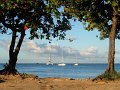 St Lucia - Shady trees